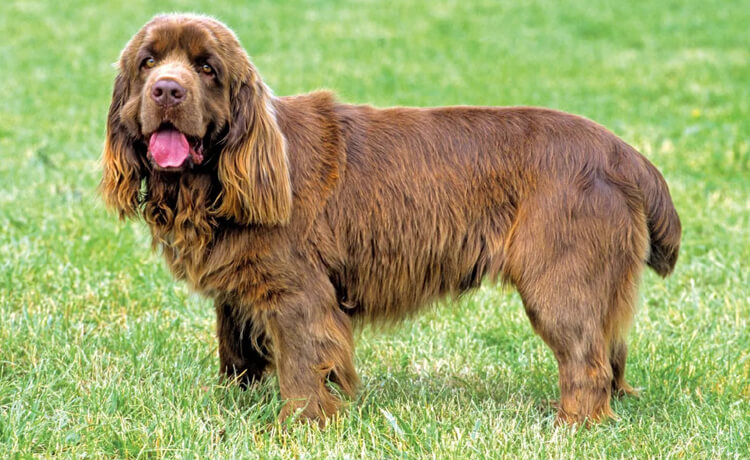  Sussex Spaniel